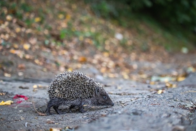 安排最大限 安排最大限